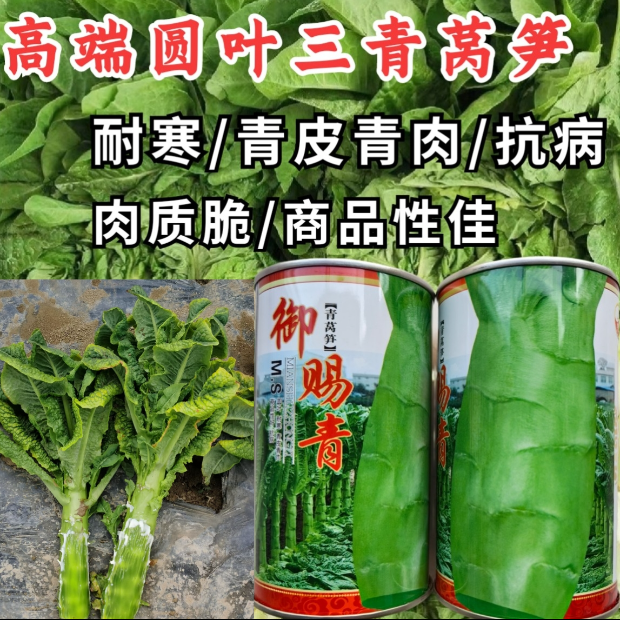 洛阳笋缘青帅三青莴笋种子耐寒越冬青皮青肉圆叶清香莴笋莴苣种子籽孑