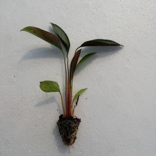 广州源头厂家供应室内观叶植物 飞羽竹芋组培穴盘苗 园林花卉苗木批