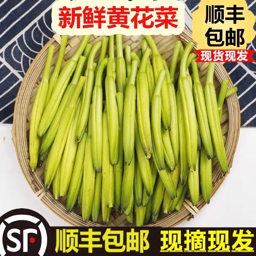 莘县黄花菜