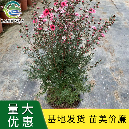 沭阳县松红梅 松红梅盆栽 松红梅大小苗基地批发