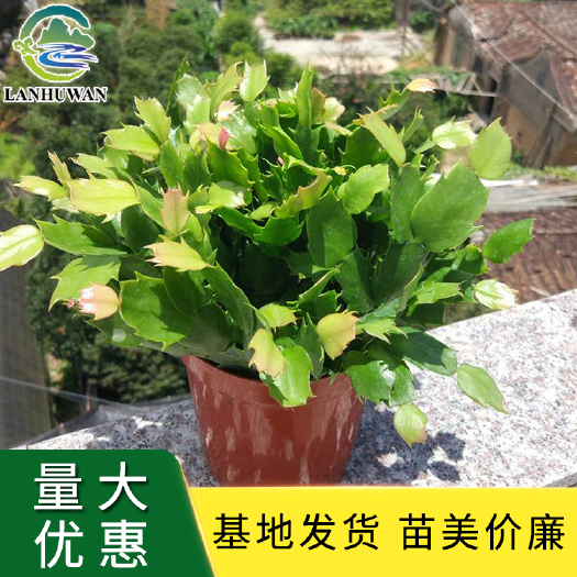 沭阳县蟹爪兰 蟹爪兰杯苗 多色蟹爪兰盆栽供应 价格实惠