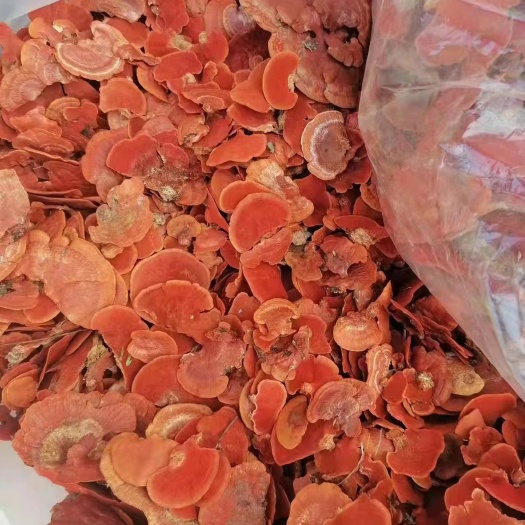 红栓菌（价格上调了）需要的老板提前预定，谢谢！