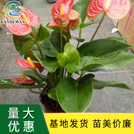 沭阳县红掌 红掌盆栽 观赏花卉 室内外绿化植物 基地直供