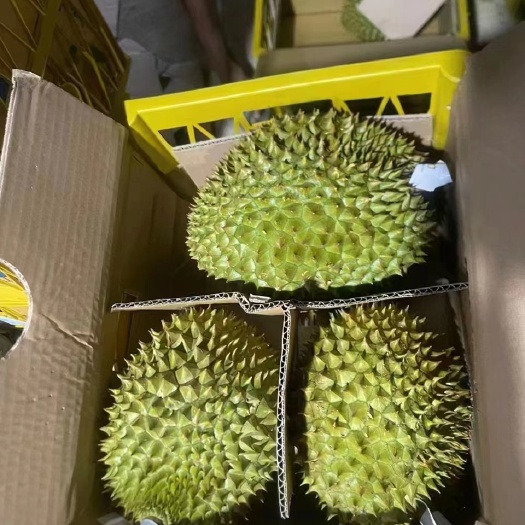 河口县干尧榴莲，金枕榴莲