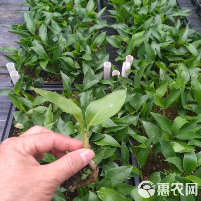 厂家大量供应室内绿植红花鹤望兰（天堂鸟） 花卉种子种苗批发