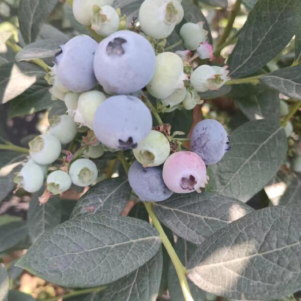 山东露天蓝莓大量上市