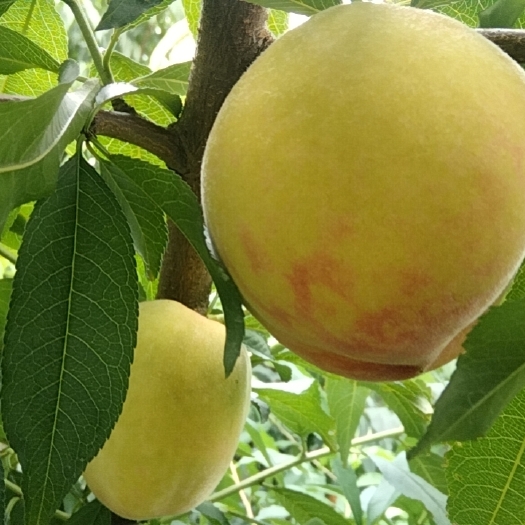 松滋市早熟一点红黄桃