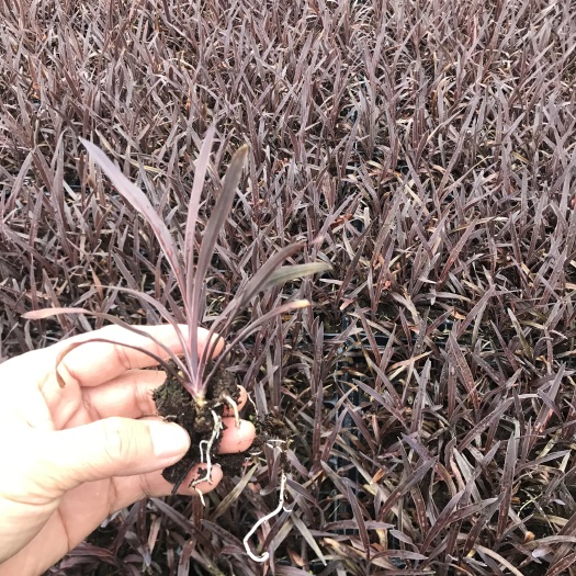 厂家办公居家珍奇观赏绿植澳洲朱蕉紫巨人园林绿化花卉种苗批发