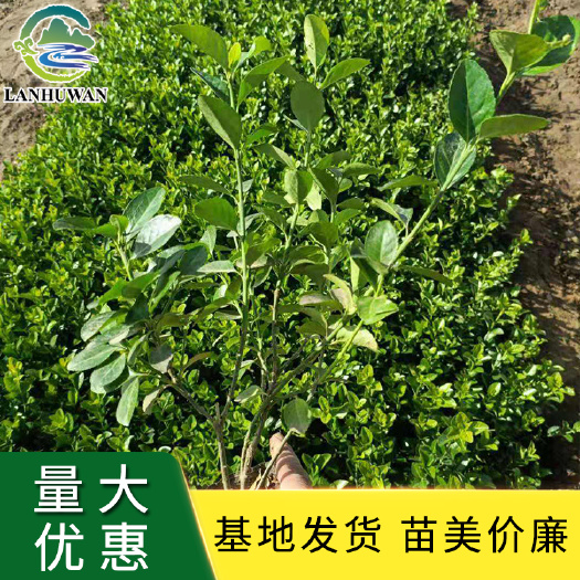 沭阳县卫矛小苗 卫矛床苗 卫矛大苗供应批发 价格实惠