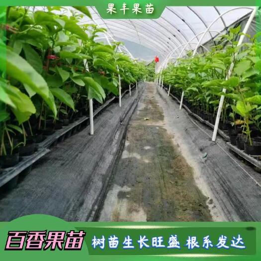 台农百香果脱毒嫁接苗 扦插苗