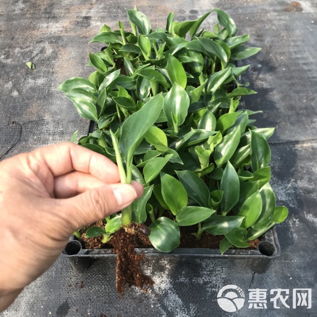 厂家大量供应室内绿植白花天堂鸟 鹤望兰苗 园林花卉种苗批发