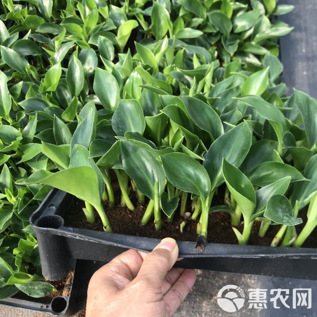 厂家大量供应室内绿植白花天堂鸟 鹤望兰苗 园林花卉种苗批发