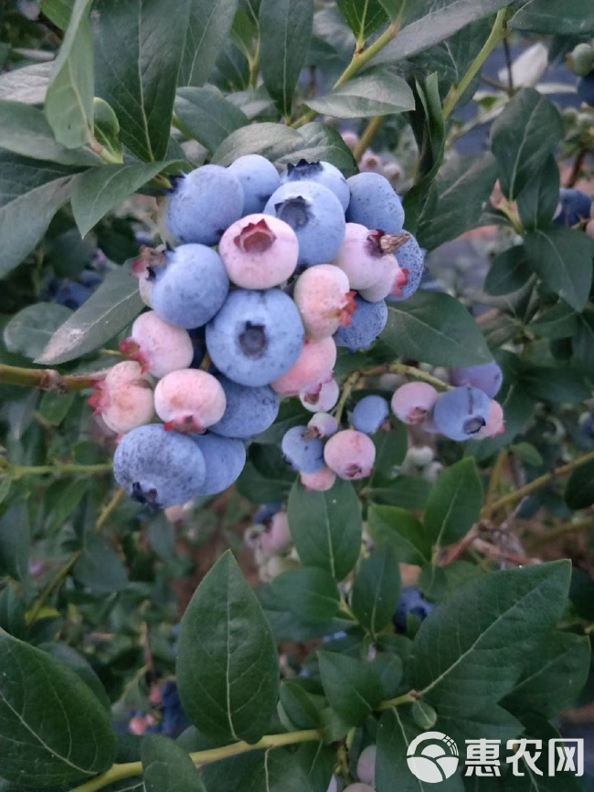 山东露天蓝莓大量上市