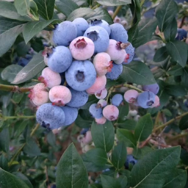 山东露天蓝莓大量上市