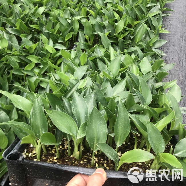 厂家大量供应室内绿植红花鹤望兰（天堂鸟） 花卉种子种苗批发