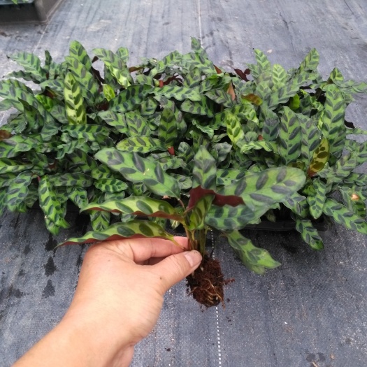 广州源头厂家供应办公居家绿植猫眼竹芋(豹纹)园林花卉种子种苗批发