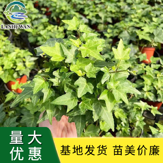 沭阳县常春藤 青叶常春藤 常春藤盆栽 常春藤苗批发