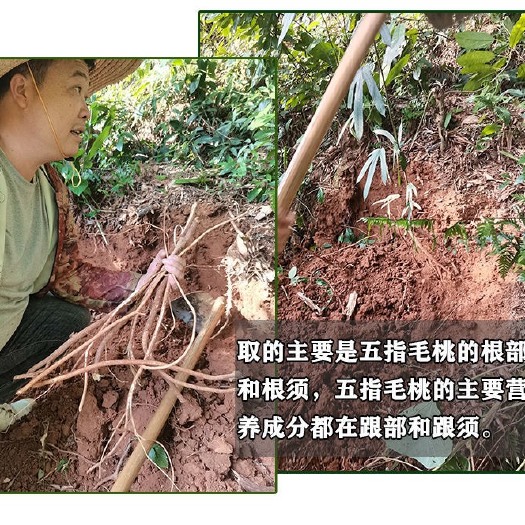 高州市五指毛桃根正宗特产特级五爪龙中草药材干货