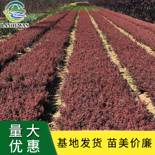 沭阳县红叶小檗小苗 紫叶小檗 红叶小檗床苗 批发价