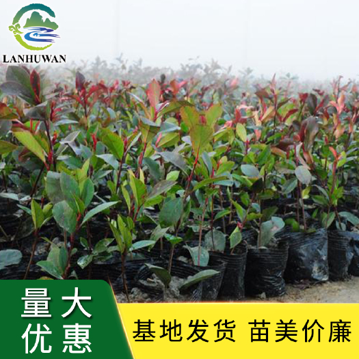 沭阳县红叶石楠小苗 基地批发红叶石楠苗 价格实惠