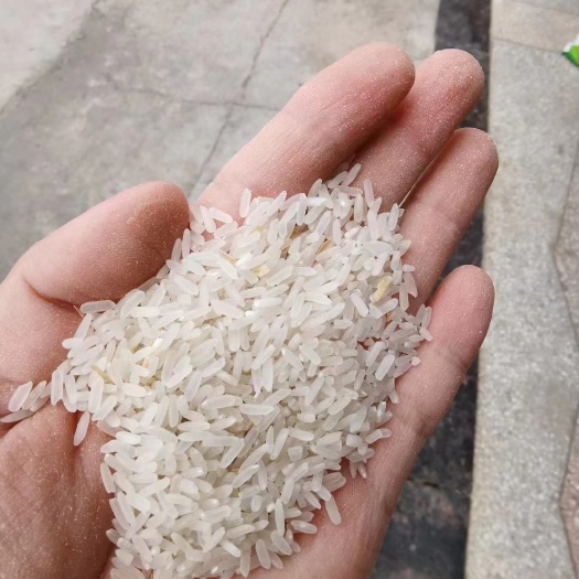惠州23年黄花粘稻谷