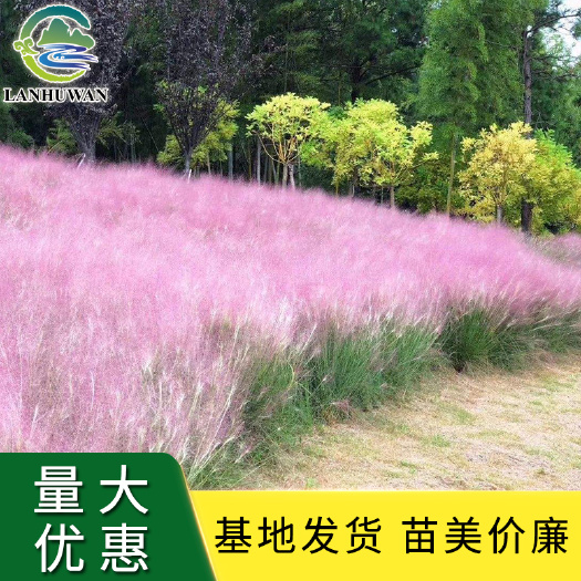 沭阳县粉黛乱子草 粉黛乱子草盆栽苗出售 基地发货