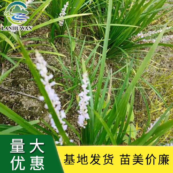 吉祥草 吉祥草小苗 绿化草花基地供应