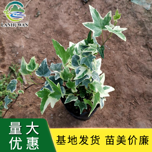 沭阳县常春藤 银边常春藤 银边常春藤盆栽苗 基地批发