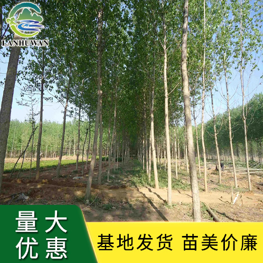 沭阳县意杨 意杨苗 意杨树 荒地绿化杨树批发 基地直供
