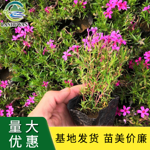 沭阳县福禄考小苗 芝樱苗 芝樱盆栽苗 地被宿根花卉 基地批发