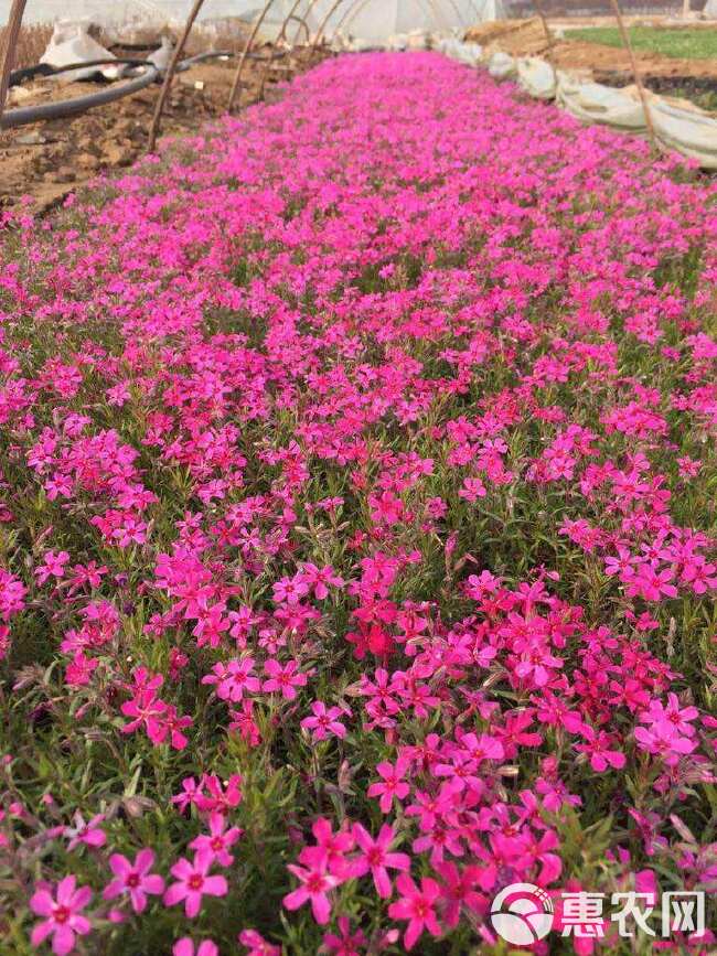 福禄考小苗 芝樱苗 芝樱盆栽苗 地被宿根花卉 基地批发