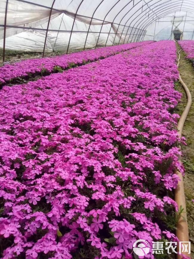 福禄考小苗 芝樱苗 芝樱盆栽苗 地被宿根花卉 基地批发