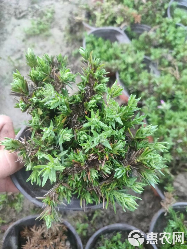 福禄考小苗 芝樱苗 芝樱盆栽苗 地被宿根花卉 基地批发