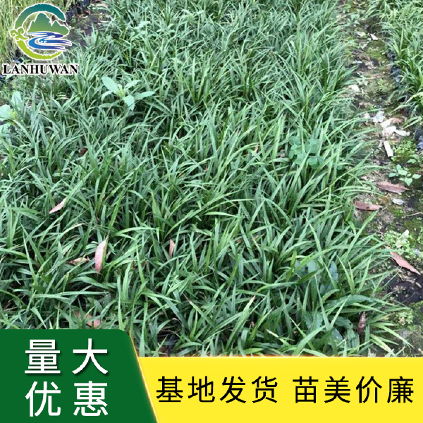 吉祥草 吉祥草小苗 绿化草花基地供应