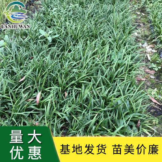 沭阳县吉祥草 吉祥草小苗 绿化草花基地供应
