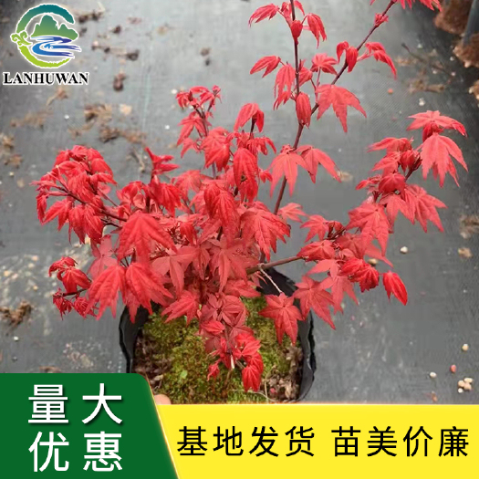 沭阳县红枫 红枫盆栽 小型红枫树观赏造型 基地供应