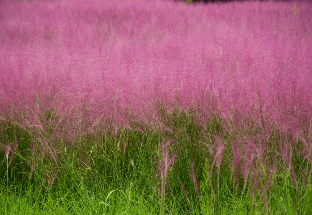 粉黛乱子草 粉黛乱子草盆栽苗出售 基地发货