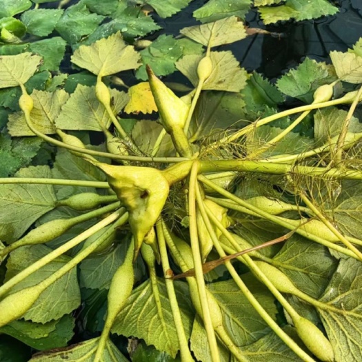 泰州精品青菱角，嘎嘎好吃