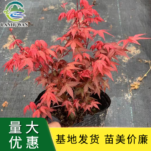 沭阳县红枫 红枫小盆栽 红枫小苗 红枫嫁接苗批发