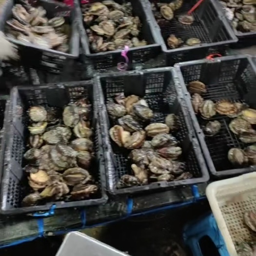 九孔鲍  福建鲍鱼鲜活鲍鱼，海上直批，各种规格齐全