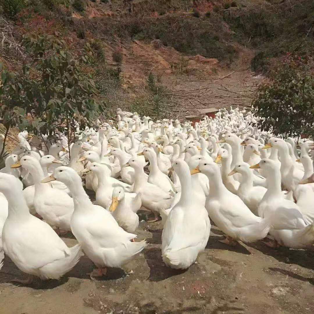 樱桃谷白鸭苗