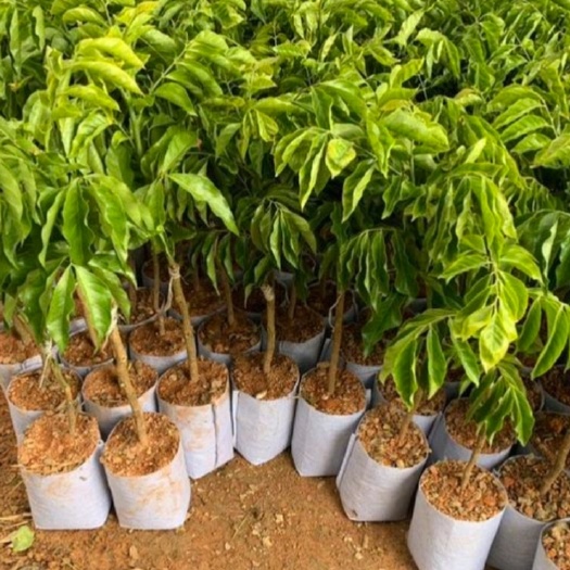 灵山县无核黄皮果苗 带土带叶发货 嫁接南方水果树苗盆栽地栽当年结果