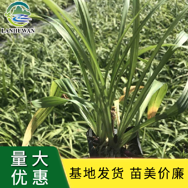 吉祥草 吉祥草小苗 绿化草花基地供应