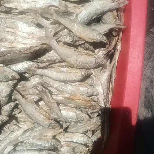 泗阳县白条鱼干