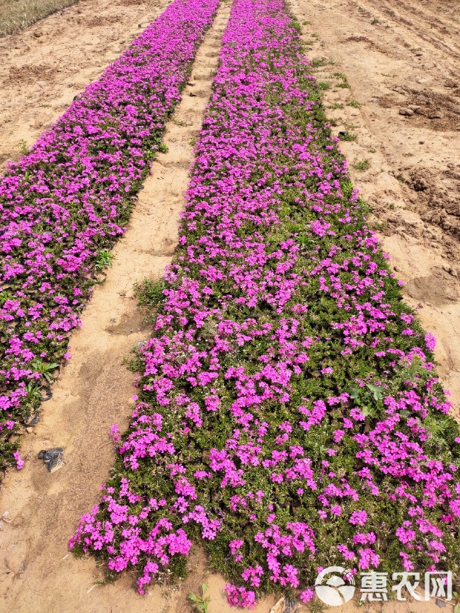 福禄考小苗 芝樱苗 芝樱盆栽苗 地被宿根花卉 基地批发