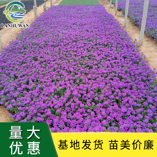 批发美女樱 美女樱小苗 美女樱盆栽观赏花卉