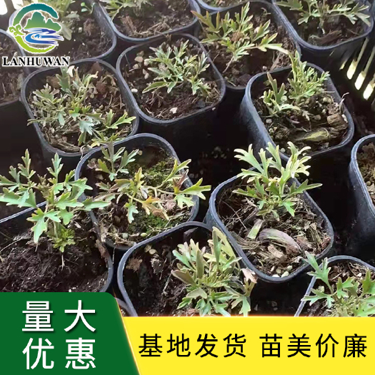 沭阳县铁线莲 多品种铁线莲小苗 铁线莲盆栽供应 苗美价廉
