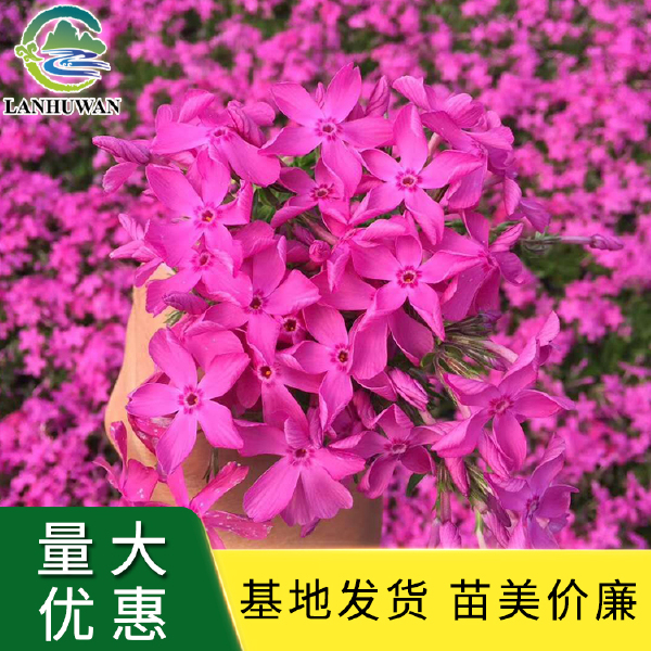 福禄考小苗 芝樱苗 芝樱盆栽苗 地被宿根花卉 基地批发