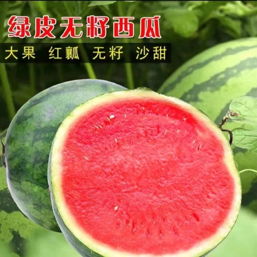 秭归县热销《8424》美都西瓜，8斤打底，个大皮薄。一手货源