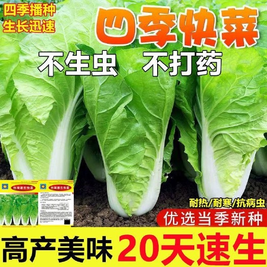 长沙快菜种子小白菜籽四季小白菜种籽苗春秋冬季青蔬菜菜种籽大全种孑